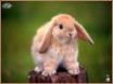 Tapety na plochu - rabbit 6