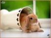 Tapety na plochu - rabbit 9