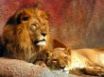 Tapety na plochu - Two lions lying