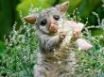 Tapety na plochu - Playful lemur