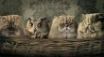 Tapety na plochu - Manipulated pets