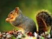 Tapety na plochu - Playfull squirrel