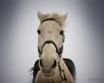 Tapety na plochu - Staring horse