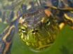 Tapety na plochu - Turtle head