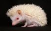 Tapety na plochu - Little Hedgehog