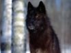 Tapety na plochu - Black Wolf