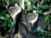 Tapety na plochu - Monkeys Waiting