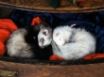 Tapety na plochu - Sleeping Nice