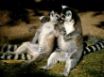 Tapety na plochu - Two Raccoons