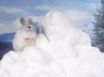 Tapety na plochu - A Little White