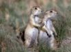 Tapety na plochu - Two Gorund Squirrels