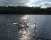 Tapety na plochu - Ireland Swans