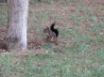 Tapety na plochu - Squirrel
