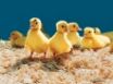 Tapety na plochu - Little Ducks