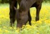 Tapety na plochu - Horses