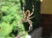 Tapety na plochu - Cobweb