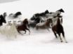 Tapety na plochu - Horses