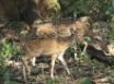 Tapety na plochu - Wild Life