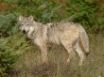 Tapety na plochu - Wolf in Clearing