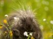 Tapety na plochu - Porcupine
