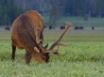 Tapety na plochu - Deer