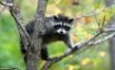 Tapety na plochu - Hangin out