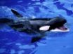 Tapety na plochu - Feed Mel killer whale