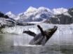 Tapety na plochu - Humpback whale 2