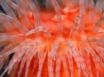 Tapety na plochu - Anemone tentacles