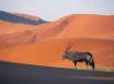 Tapety na plochu - Oryx Antelope