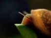 Tapety na plochu - Snail on black