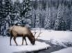 Tapety na plochu - Winter stag