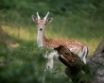 Tapety na plochu - Deer