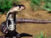 Tapety na plochu - Snake standing