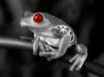 Tapety na plochu - Frog with red eyes
