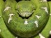 Tapety na plochu - Green boa
