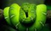 Tapety na plochu - Emerald boa