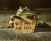 Tapety na plochu - Frog with sign