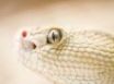 Tapety na plochu - Grey snake eye