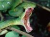 Tapety na plochu - green boa