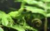 Tapety na plochu - Lizzard in green