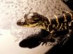 Tapety na plochu - Reptile