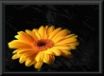Tapety na plochu - Gerbera