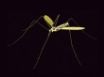 Tapety na plochu - Neon Mosquito