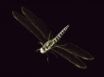 Tapety na plochu - Dragon Fly