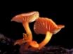 Tapety na plochu - Mushrooms Elf