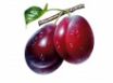 Tapety na plochu - Plums