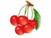Tapety na plochu - Red Cherry