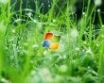 Tapety na plochu - XP Logo and grass