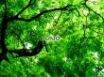 Tapety na plochu - VAIO green leafs